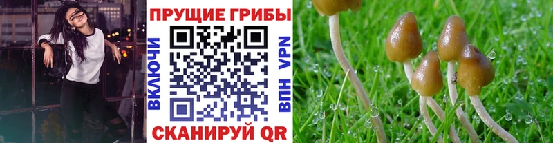Галлюциногенные грибы Cubensis  Солнечногорск 